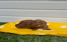 Toy Poodle dogs for sale: Adorable Toy Poodle Pups Looking for Forever Homes - Image 8