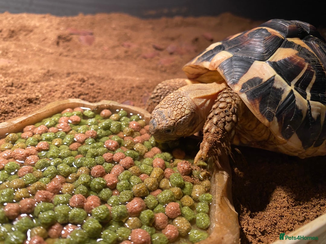 Hermann Tortoise reptiles for sale: Female Herman tortoise  - Image 2