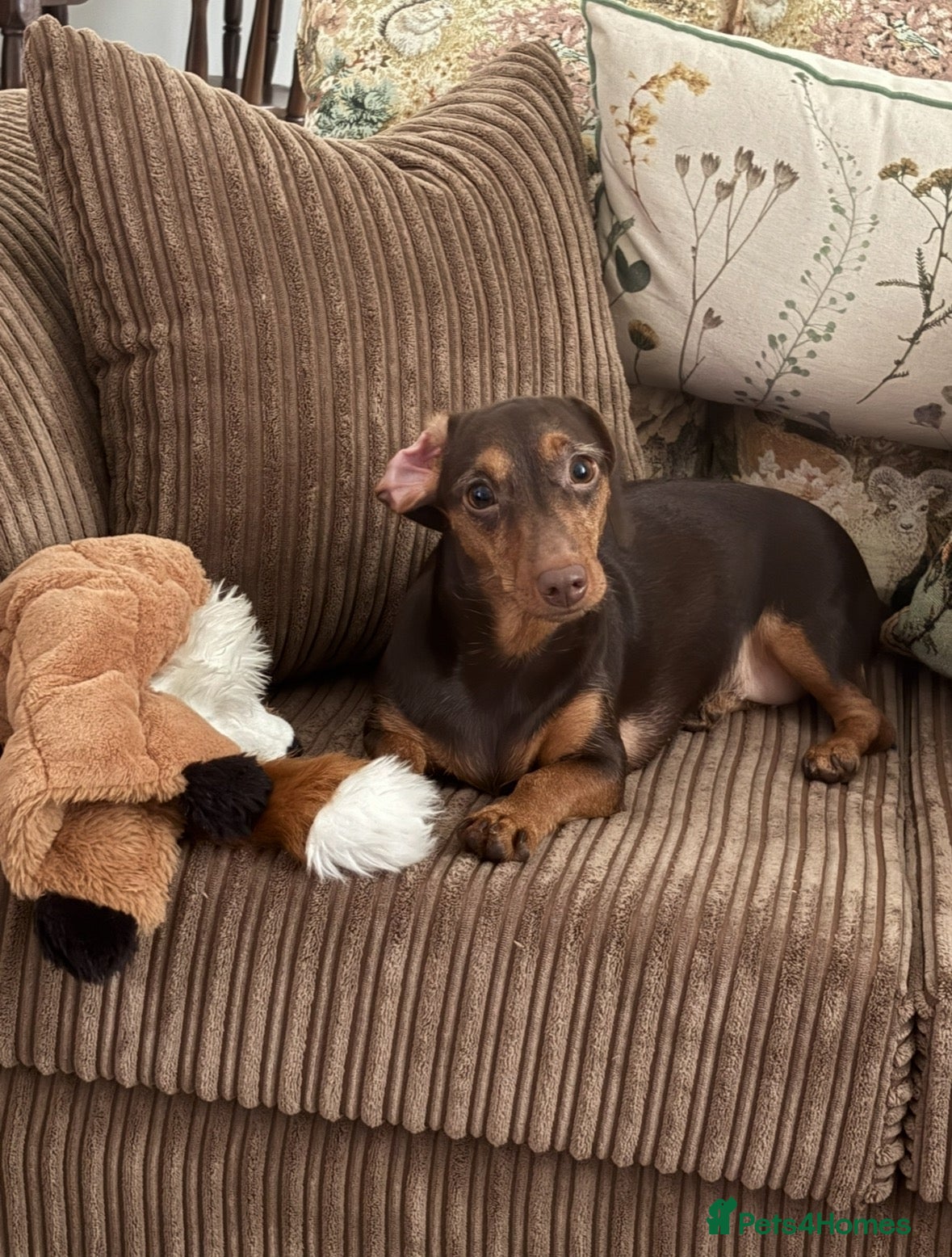 Dachshund dogs Adult dachshund female  - Advert 1