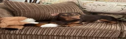 Dachshund dogs for sale: Adult dachshund female  in Barnet - Advert 1
