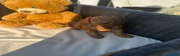 Cavapoo dogs for sale: Beautiful f1b red Cavapoo puppies    - Advert 21