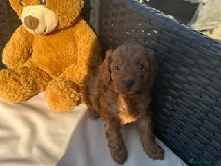 Cavapoo dogs Beautiful f1b red Cavapoo puppies - Advert 1
