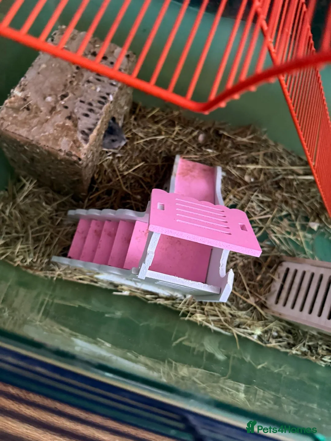Hamster rodents for sale: No names - Advert 14