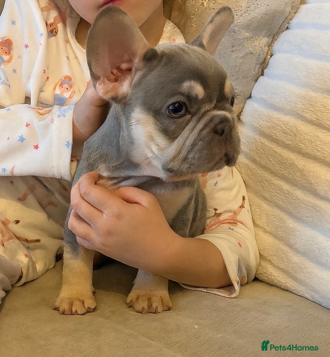 French Bulldog dogs for sale: REDUCED - FINAL 3 FRENCH BULLDOG PUPPIES - Advert 6