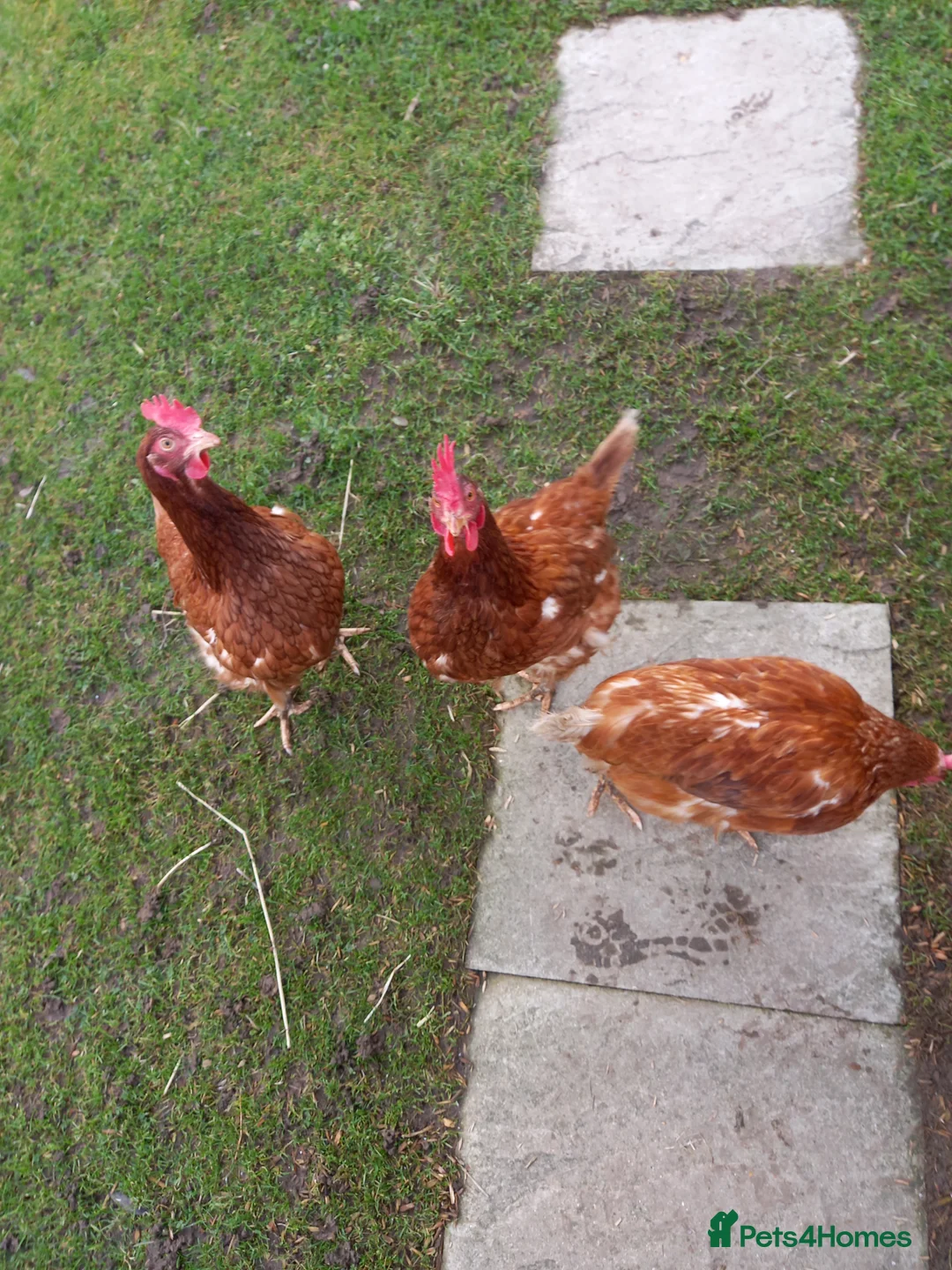 Chickens poultry for sale: WARRENS - Advert 2