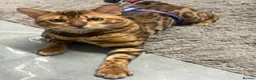 Bengal cats for sale: Male Bengal in Birmingham - Advert 2