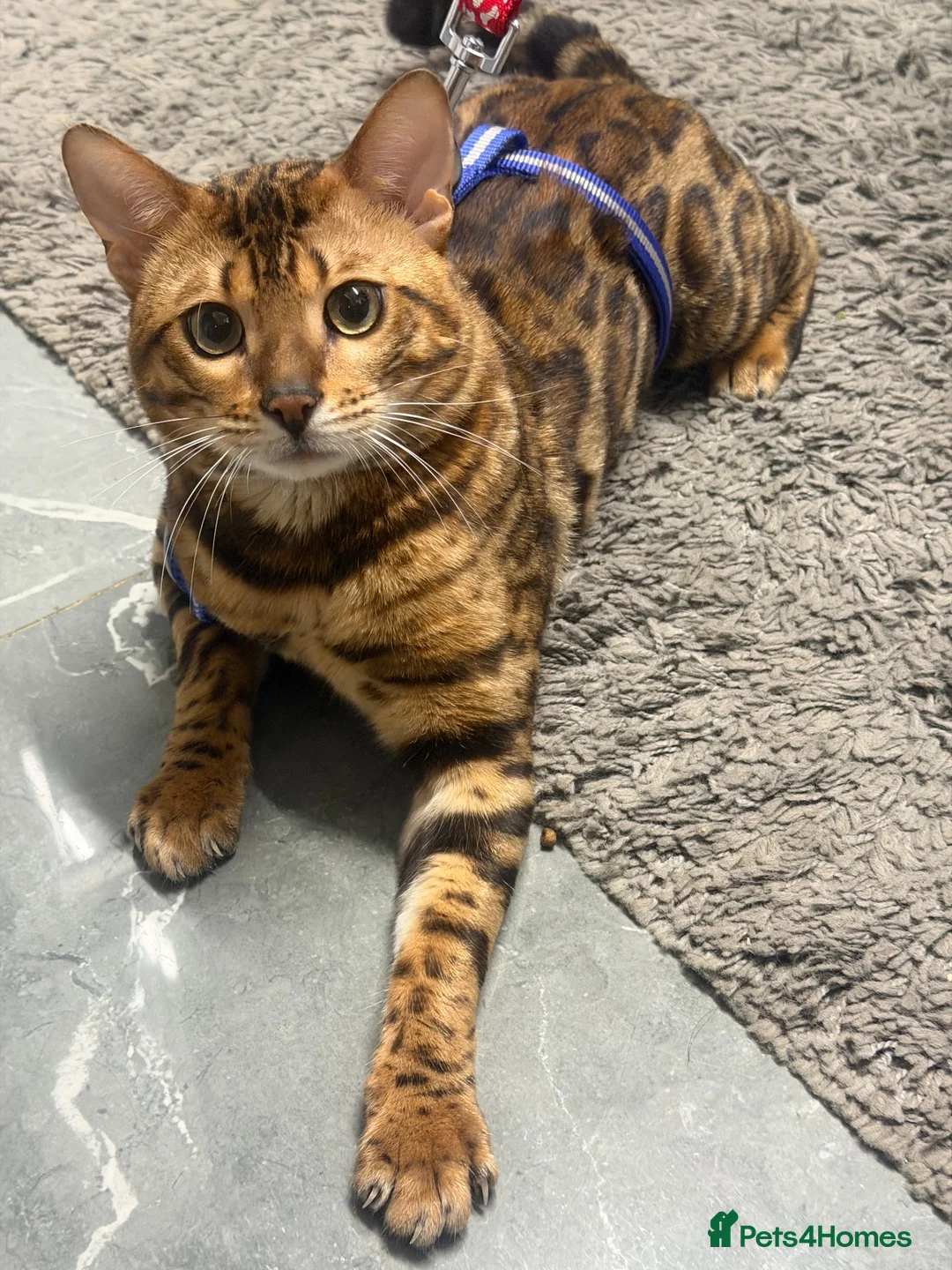 Bengal cats for sale: Male Bengal in Birmingham - Advert 2