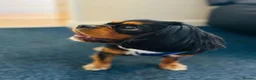 Cavalier King Charles Spaniel dogs for stud: Geordie kc cavalier - Advert 5