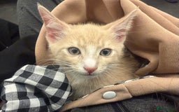 American Shorthair cats for sale: Cute kitten for sale - Image 3