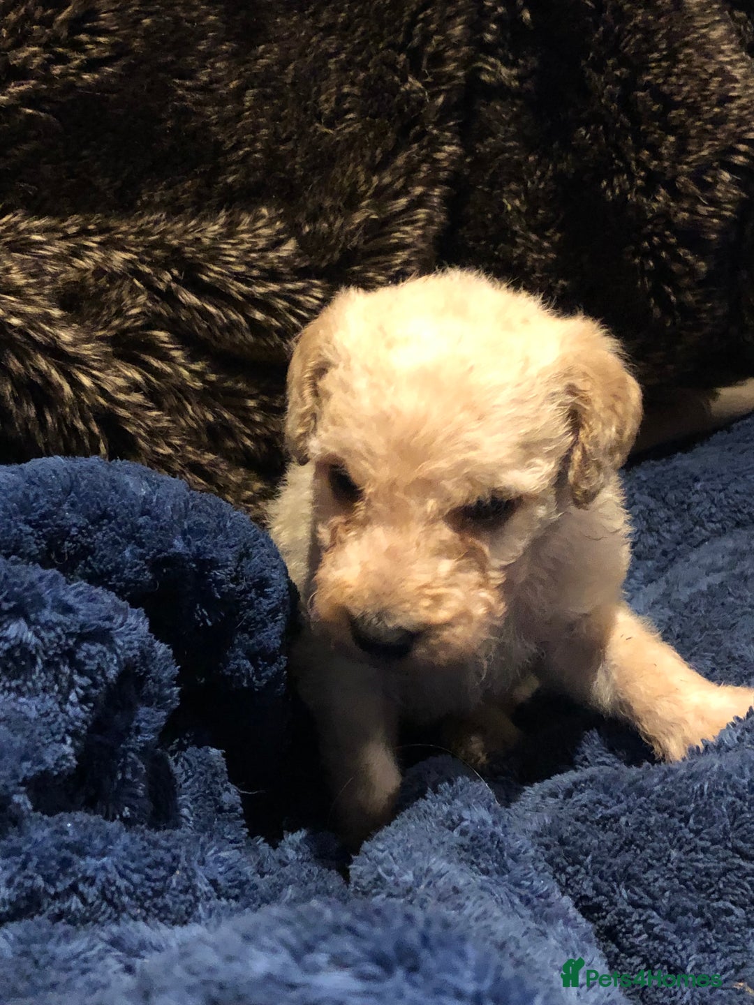 Labradoodle dogs for sale: READY NOW TOP QUALITY Standard F1 Labradoodles - Advert 23