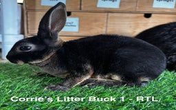 Rex rabbits for sale: Black and Tan Mini Rex  - Image 25