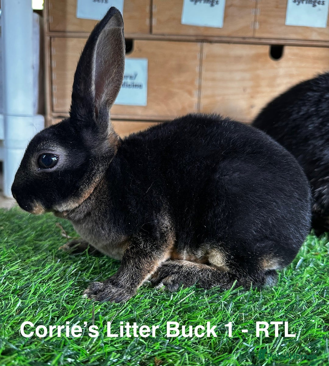 Rex rabbits for sale: Black and Tan Mini Rex  - Image 25