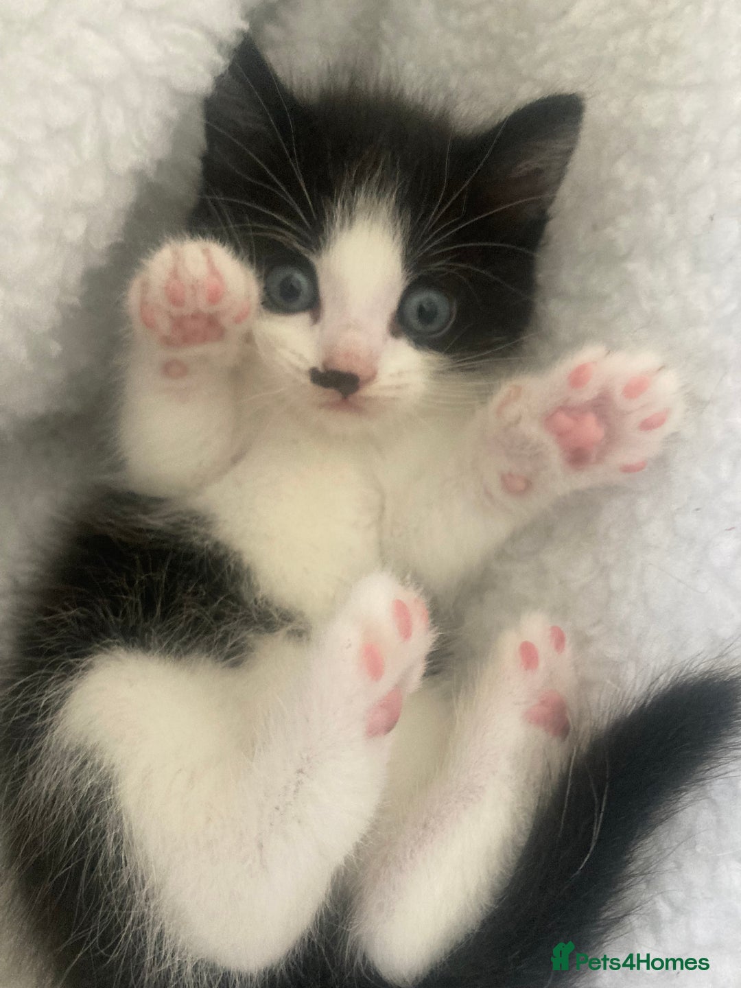 Mixed Breed cats for sale: 3 Beautiful boys  - Image 7