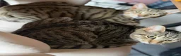 British Shorthair cats for sale: 2 x male (brothers)  - Advert 7