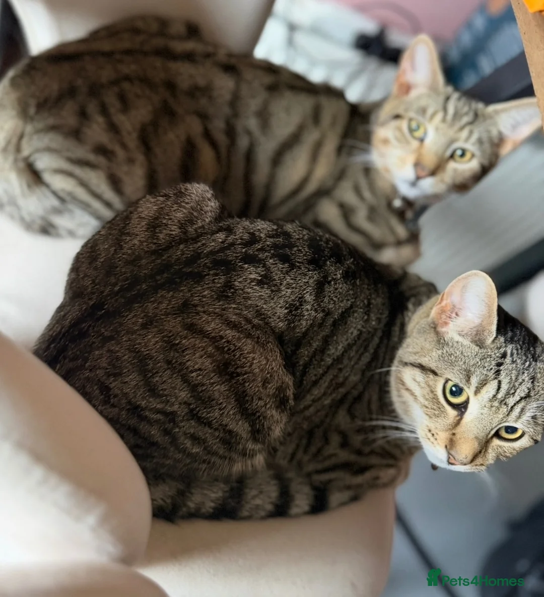 British Shorthair cats for sale: 2 x male (brothers)  - Advert 7