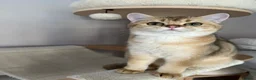 British Shorthair cats for sale: LAST GOLDEN KITTEN LEFT  - Advert 2