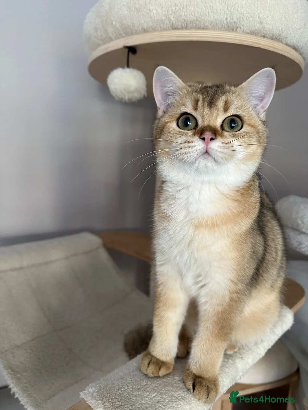 British Shorthair cats for sale: LAST GOLDEN KITTEN LEFT  - Advert 2
