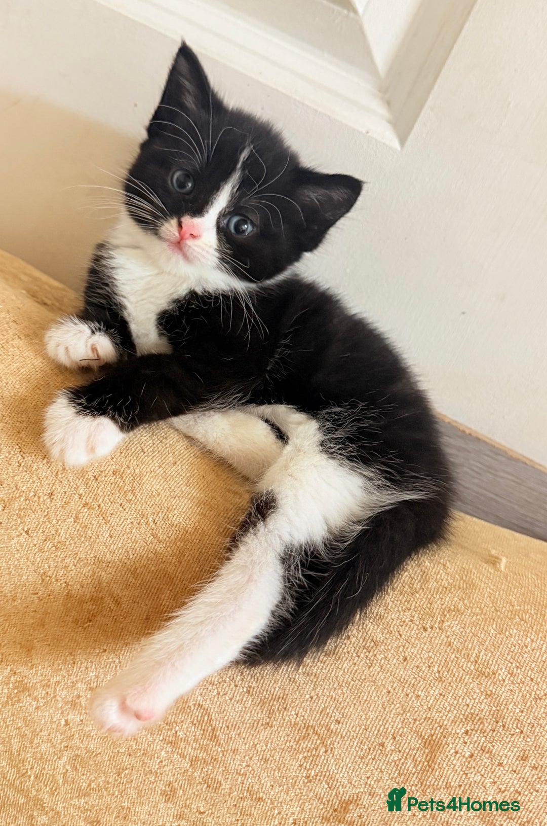 Mixed Breed cats for sale: 4 Beautiful TUXEDO Kittens Available <3 - Advert 8