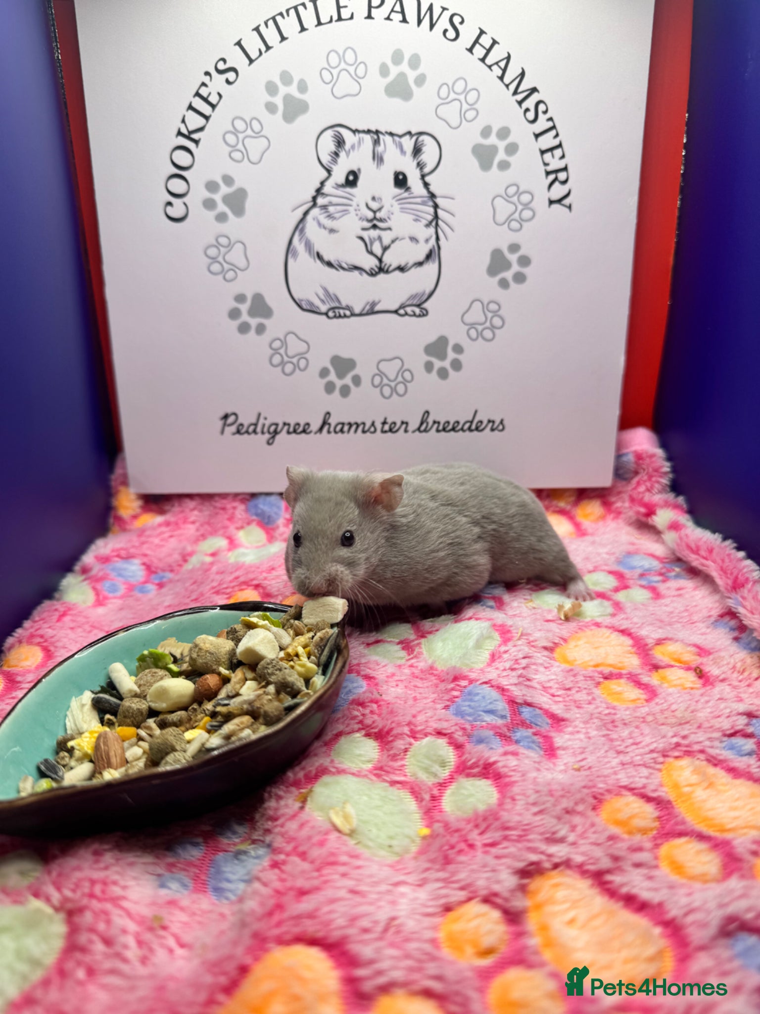 Hamster rodents Pedigree Syrian hamsters - Advert 1