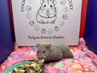 Hamster rodents Pedigree Syrian hamsters - Advert 1