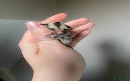 Sugar Glider rodents for sale: 2x male joeys BOTH RESERVED  - Image 5