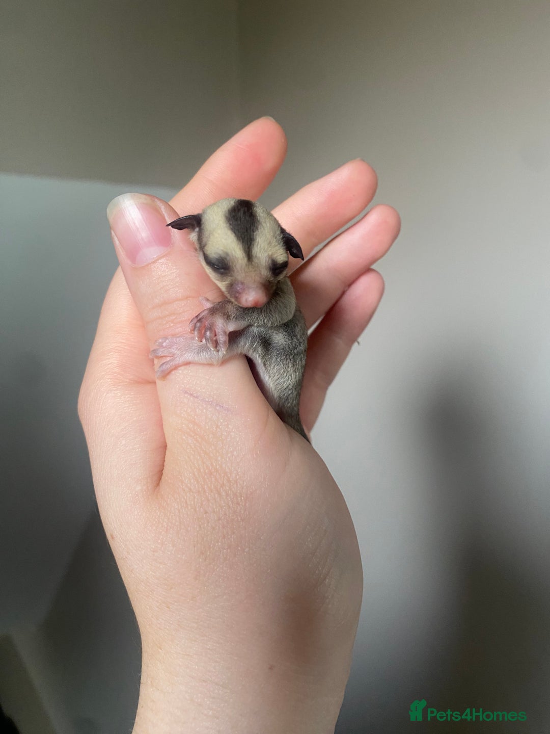 Sugar Glider rodents for sale: 2x male joeys BOTH RESERVED  - Image 5