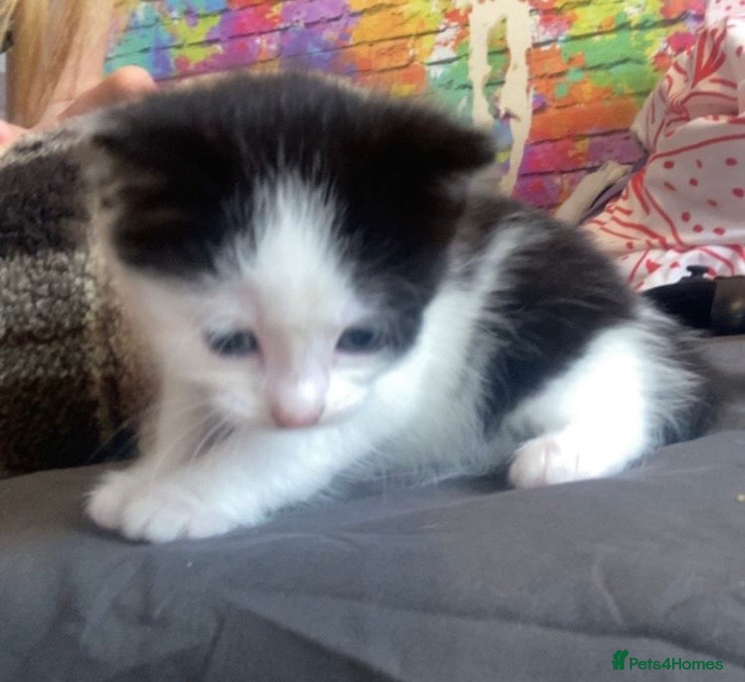Domestic Shorthair cats for sale: 2 kittens for sale  - Image 6