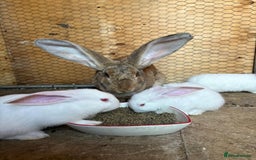 Continental Giant rabbits for sale: Continental giant bunz  - Image 1