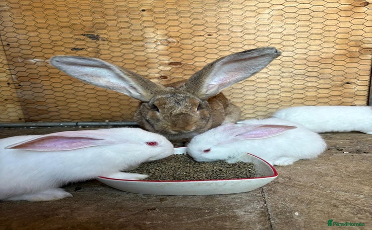 Continental Giant rabbits - Advert 4