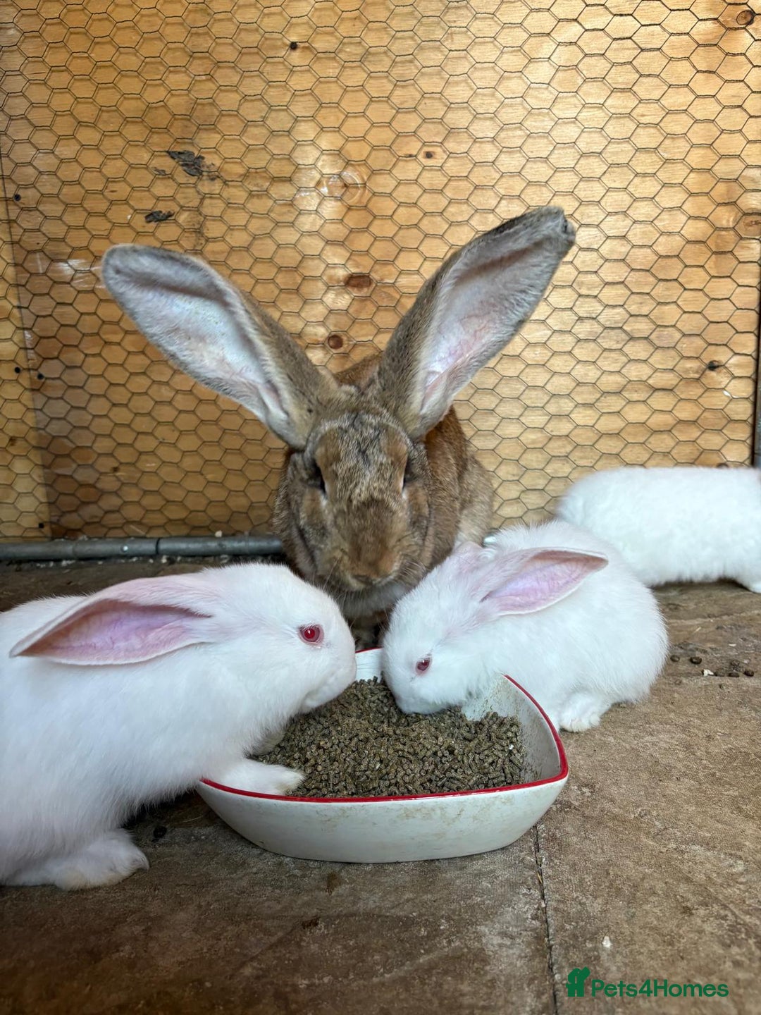 Continental Giant rabbits for sale: Continental giant bunz  - Image 1