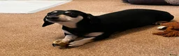 Dachshund dogs for sale: Adult Dachshund girl and boy looking for new home  - Advert 11
