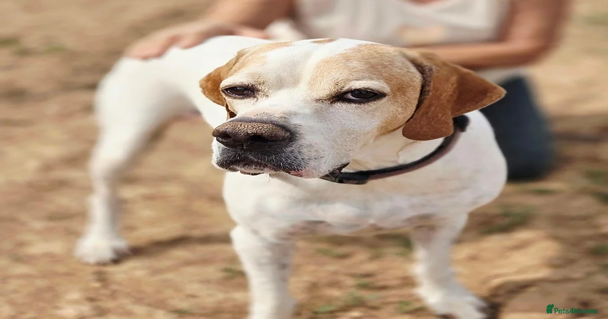 Old dogs Dogs for adoption | Pets4Homes