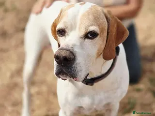 Pointer dogs Jojo - English Pointer boy - Advert 1