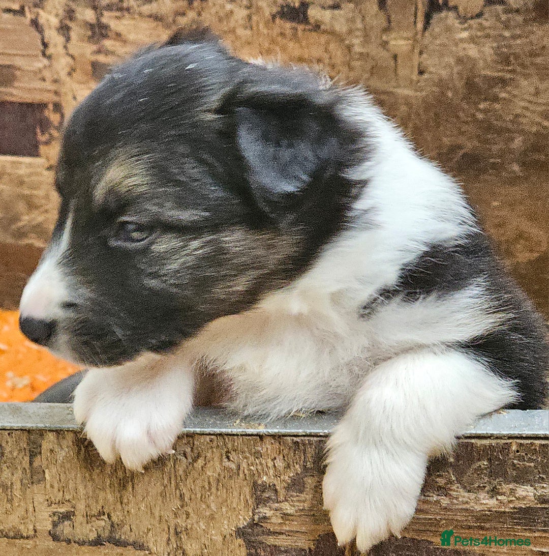 Border Collie dogs for sale: Border collie puppies - Image 5