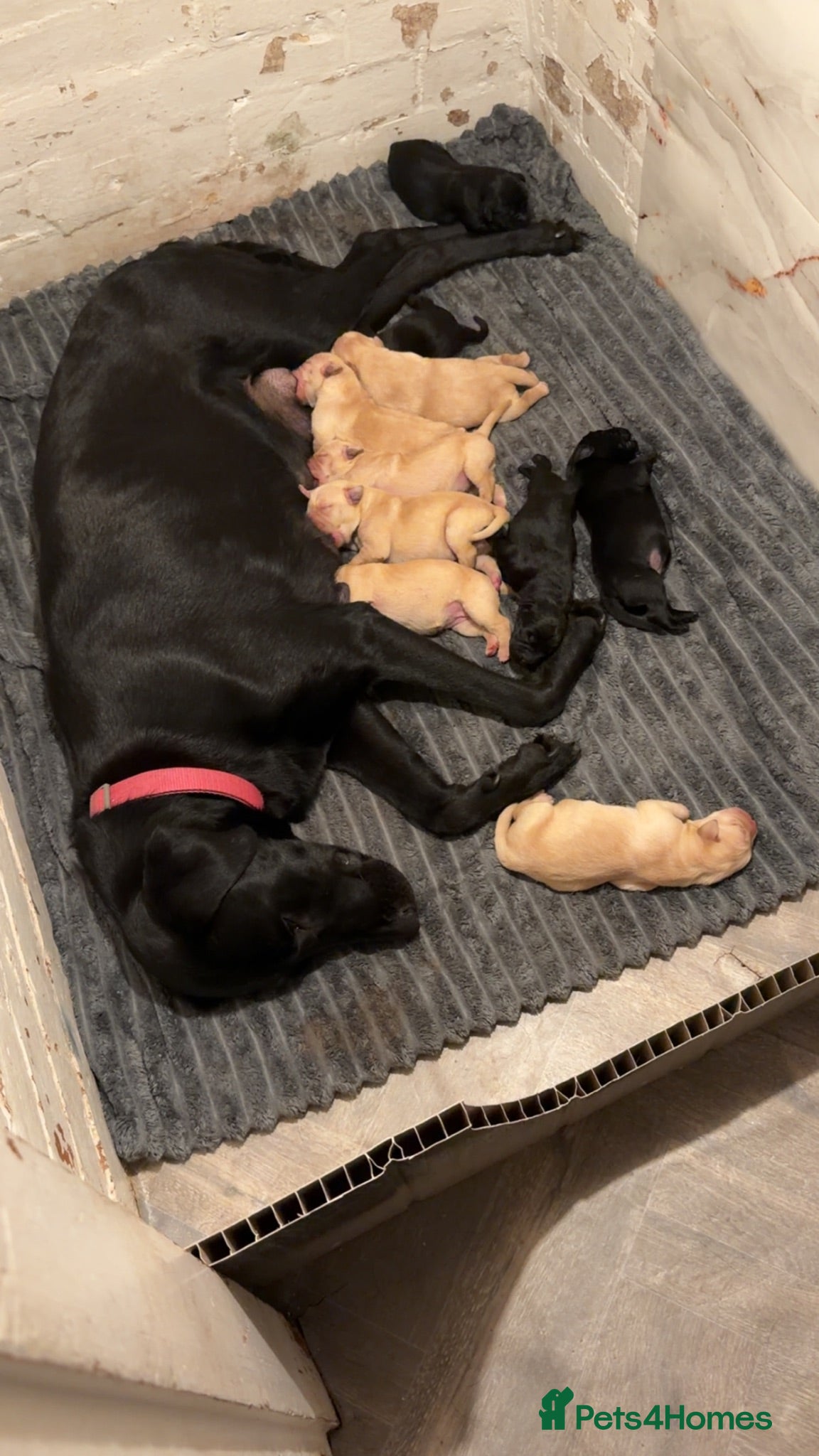 Labrador Retriever dogs Labrador retriever puppies  - Advert 1