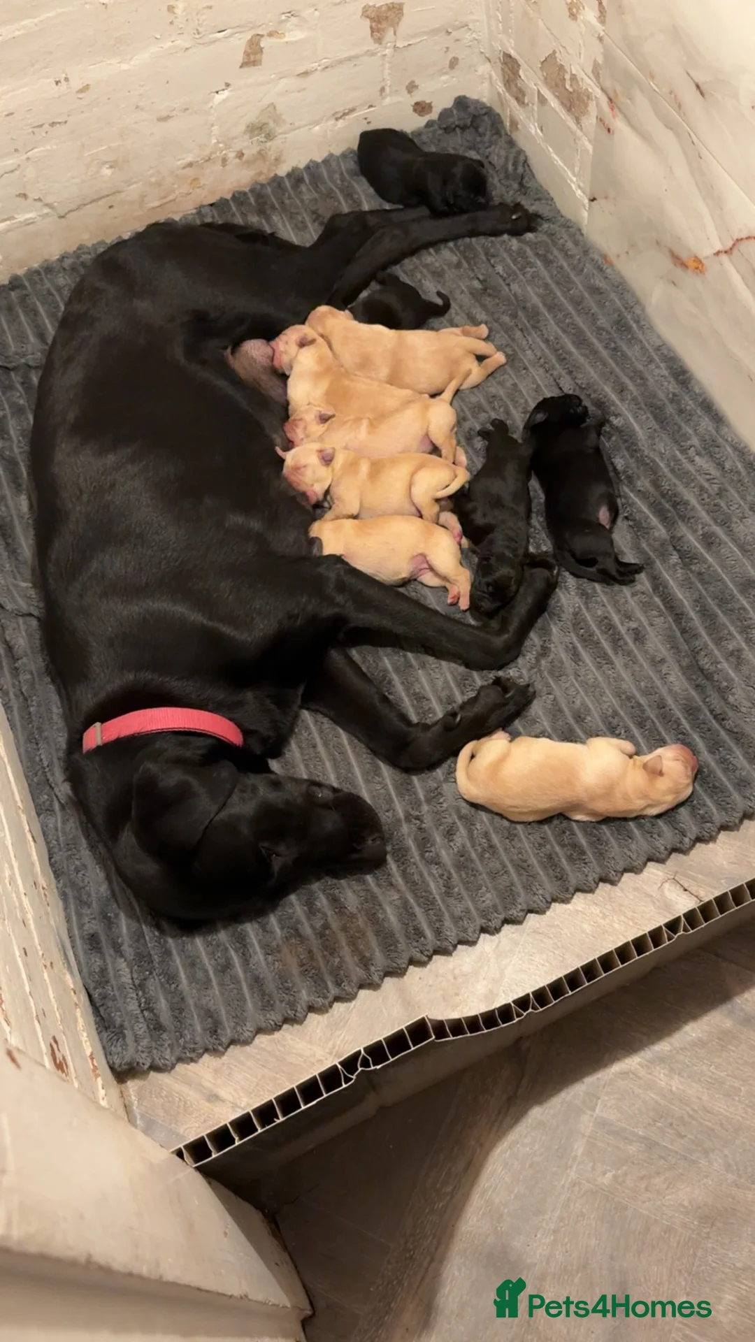 Labrador Retriever dogs for sale: Labrador retriever puppies  - Advert 1