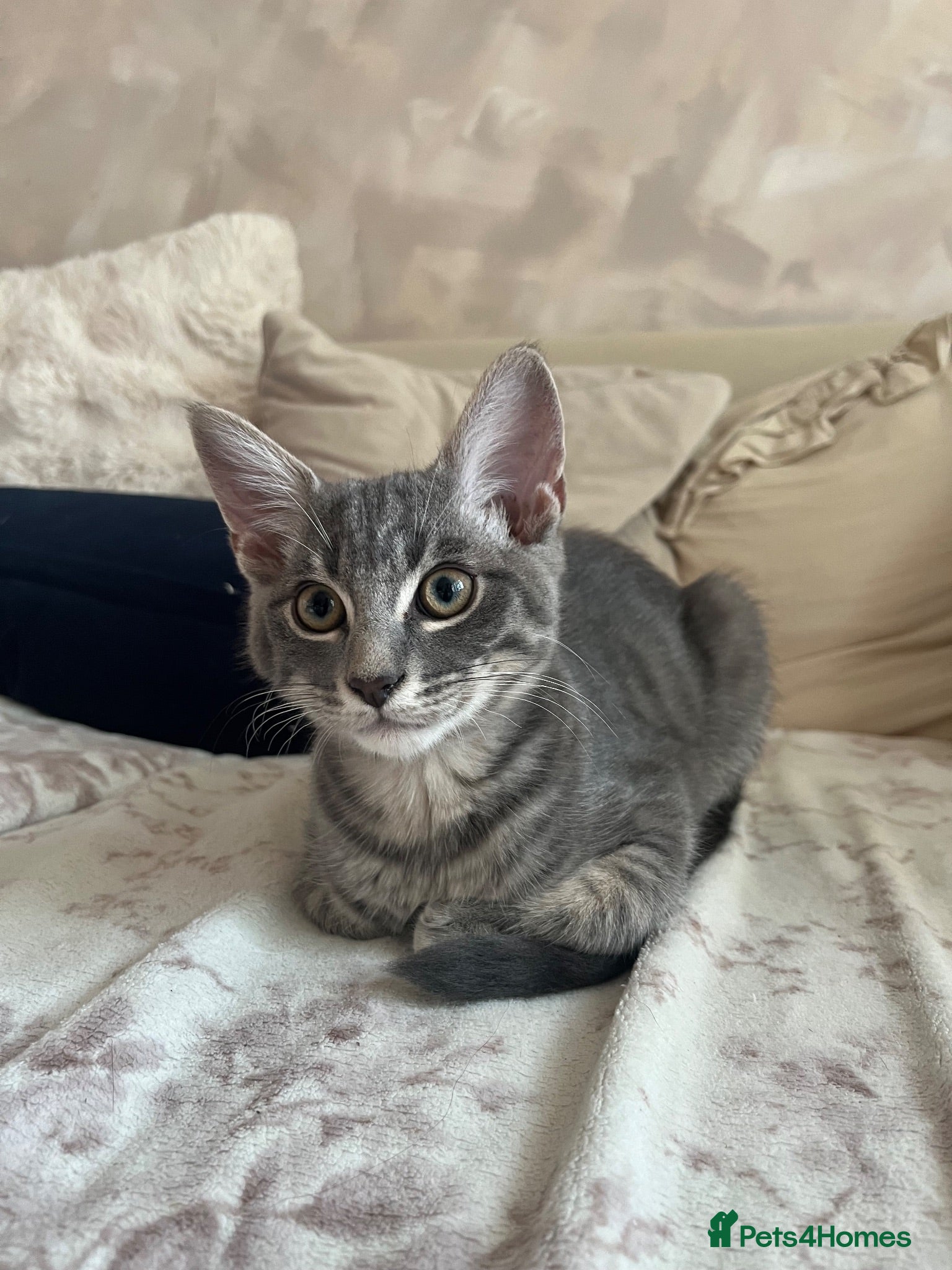 Mixed Breed cats One beautiful boy left 🩶 - Advert 1