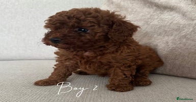 Toy Poodle dogs - Advert 6