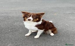 Bordoodle dogs for sale: OUTSTANDING *TRI COLOUR* MINIATURE BORDOODLES - Image 14