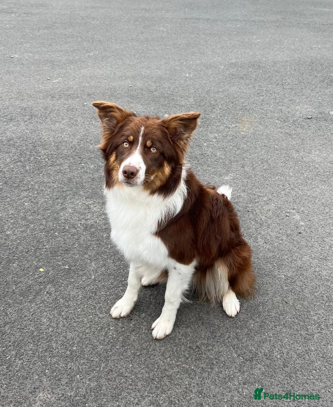 Bordoodle dogs for sale: OUTSTANDING *TRI COLOUR* MINIATURE BORDOODLES - Image 14