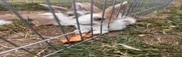Mixed Breed rabbits for sale: Male bunnies  in Southend-on-Sea - Advert 3