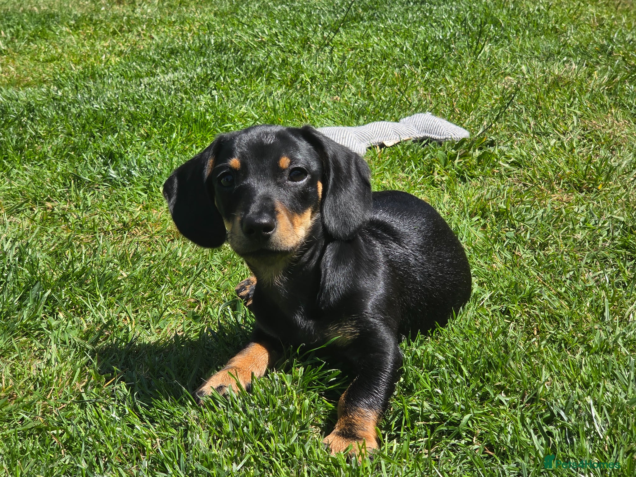 Dachshund dogs 4 month old dachshund puppy for sale  - Advert 3