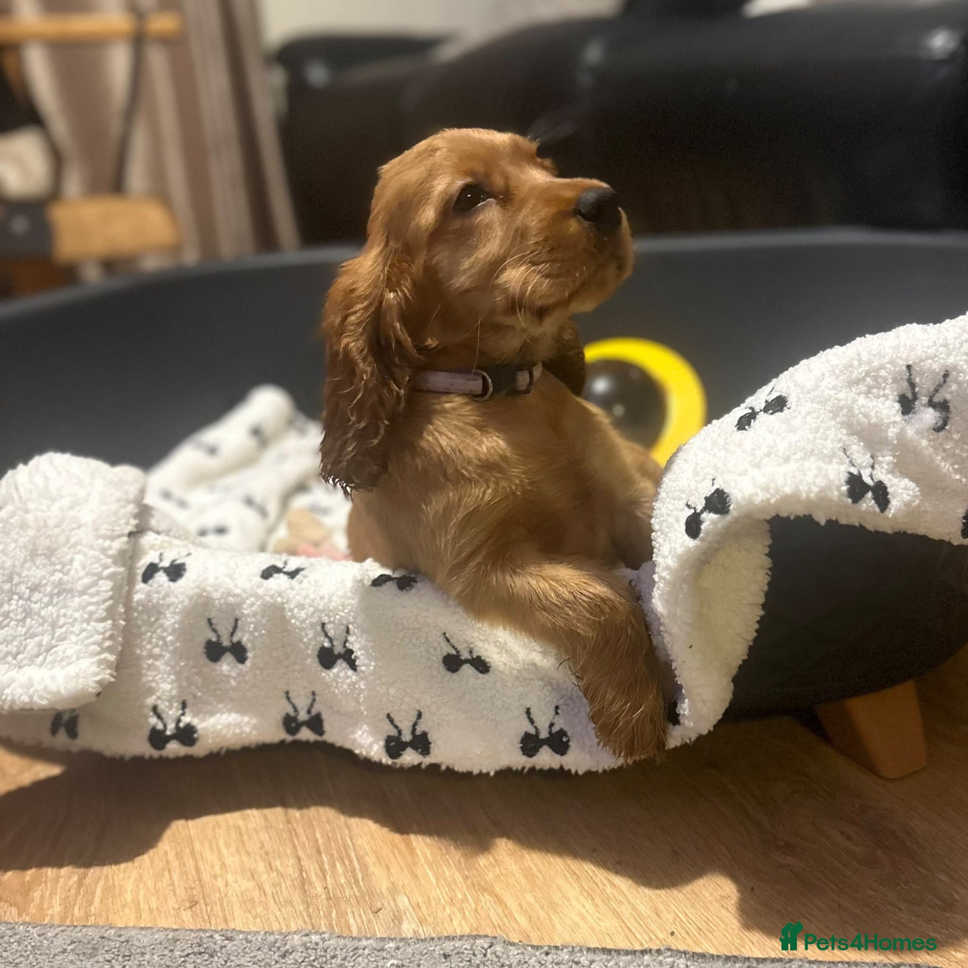 Cocker Spaniel dogs for sale: ⭐️Stunning show cocker spaniel puppies READY NOW - Advert 18