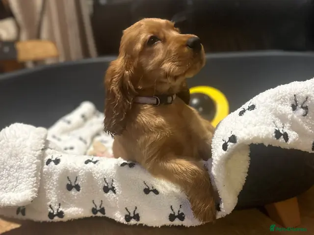 Cocker Spaniel dogs for sale: ⭐️Stunning show cocker spaniel puppies READY NOW - Advert 18