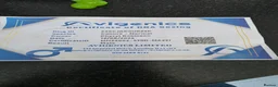 Conures birds for sale: Green checked conure  in Southampton - Advert 3