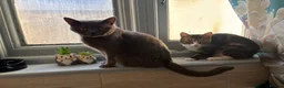 British Shorthair cats for sale: Maya  - Advert 4