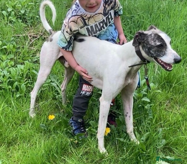 Mixed Breed dogs Male three year old greyhound lurcher PET - Advert 3