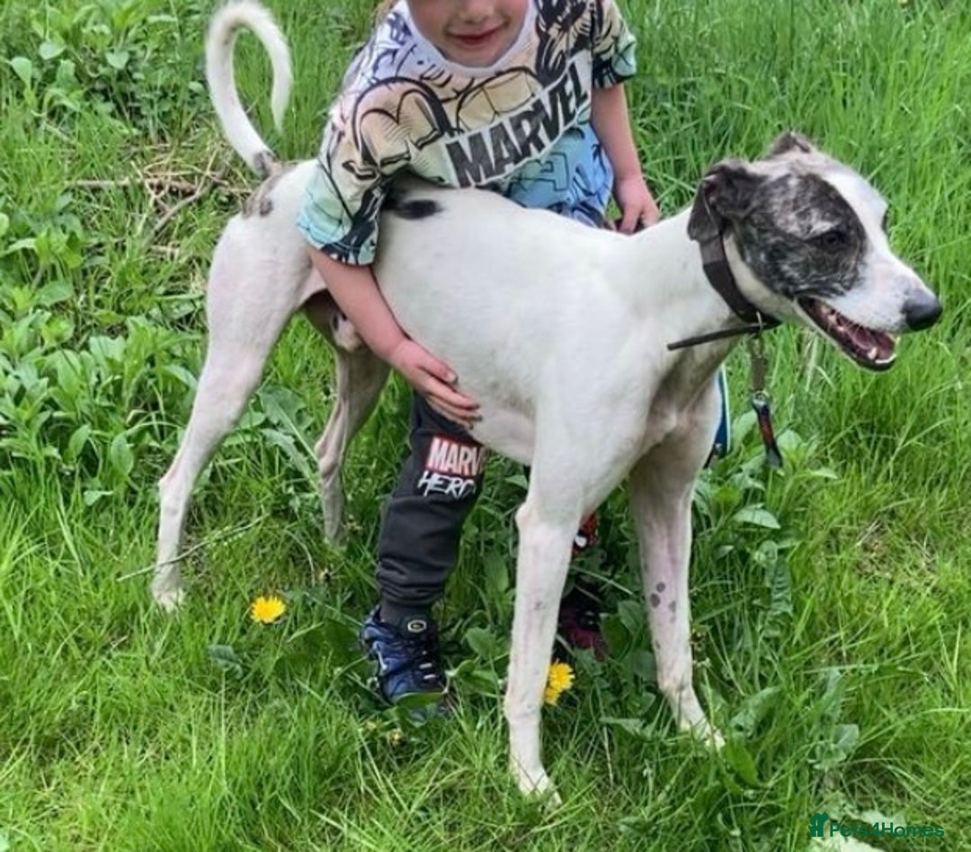 Mixed Breed dogs for sale: Male three year old greyhound lurcher PET - Advert 1