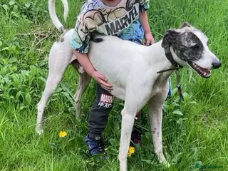 Mixed Breed dogs Male three year old greyhound lurcher PET - Advert 18