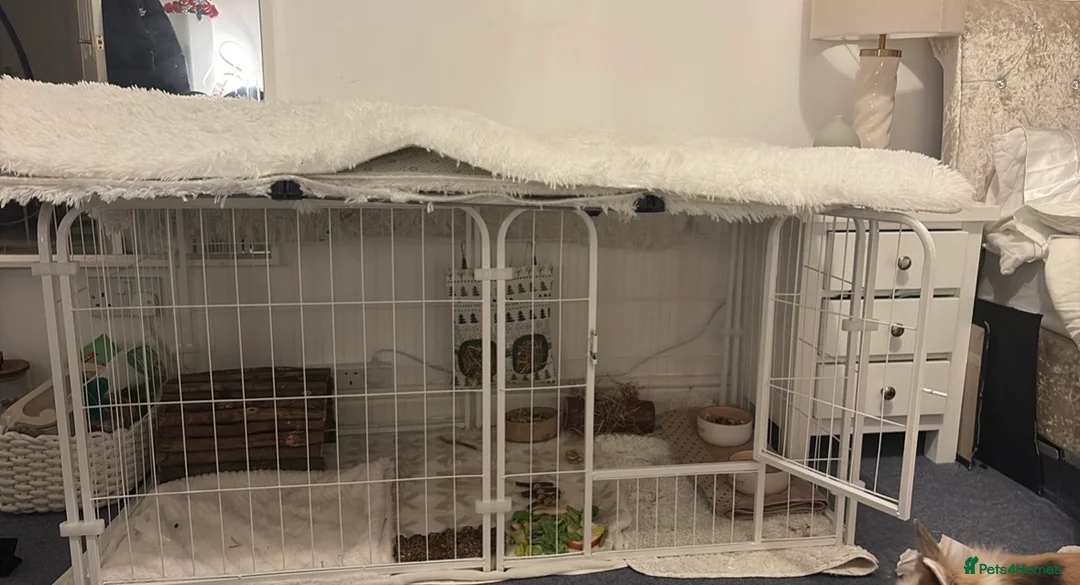 Lionhead rabbits for sale: friendly lionhead rabbits (includes everything)  - Advert 8